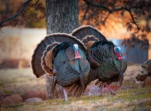 Download images to view this photo